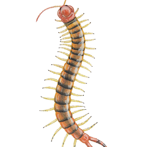 Scolopendra angulata