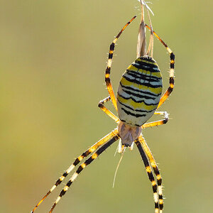 Argiope bruennichi