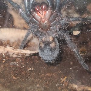 G pulchra 2inches