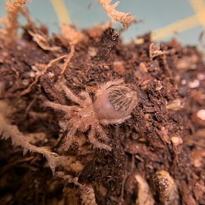 3i Acanthoscurria geniculata spiderling