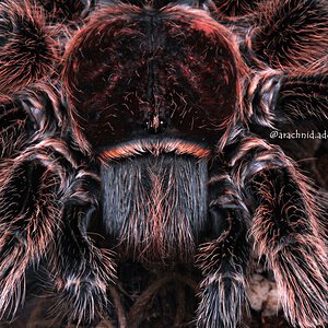 Grammostola rosea.