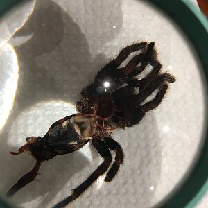 Chromatopelma  cyaneopubescens Molt male or female?