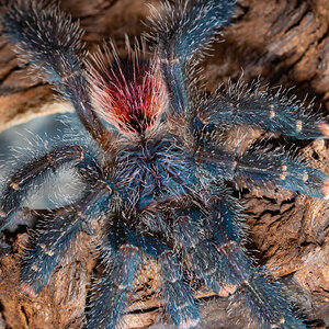 Avicularia variegata female