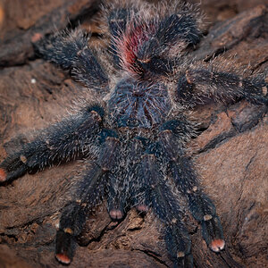 Avicularia variegata female