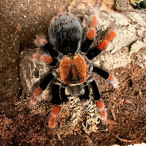 Mature female Brachypelma boehmei