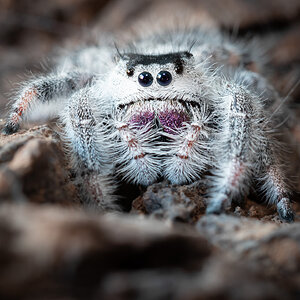 Phidippus regius female