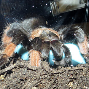 The Biter (♀ Brachypelma emilia 5")