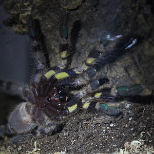 Regalis_AB1.JPG