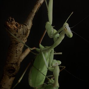 Mantis mating session