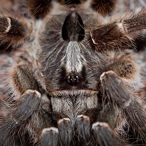 Ceratogyrus darlingi Sub-Adult Female