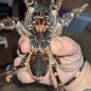 4" Grammostola pulchripes