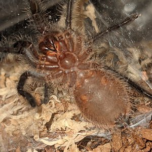 2" Grammostola acteon