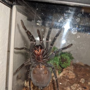 2" Grammostola pulchra/quirogai