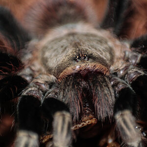 Nhandu Chromatus - Dinner time