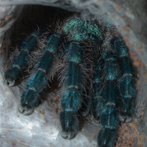 Caribena Versicolor - Tunnel peek