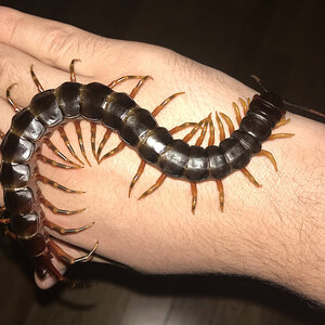 Scolopendra galapagoensis Handling