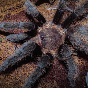 Tliltocatl Albopilosus (Honduras)