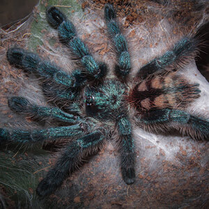 Caribena Versicolor on a stroll