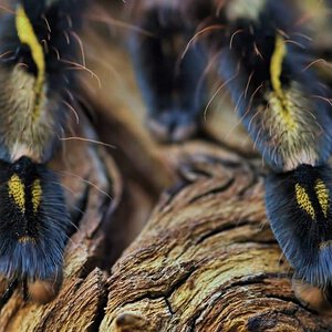 Poecilotheria subfusca