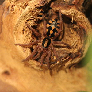 Hapalopus sp Columbia large