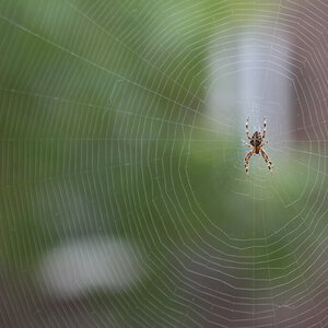 Orbweaver03.JPG