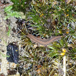 Velvet worm