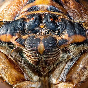 Cicadidae sp. Neotibicen sp. morph