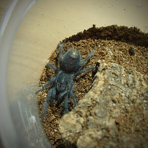 Phormictopus Sp. "Bayahibe" #1