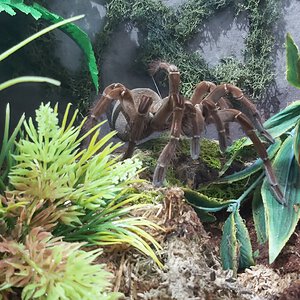 T stirmi (AF)