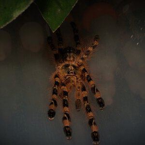 Poecilotheria subfusca "Lowland"