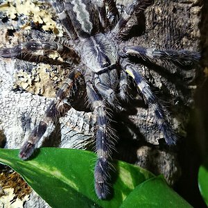 0.0.1 Poecilotheria regalis