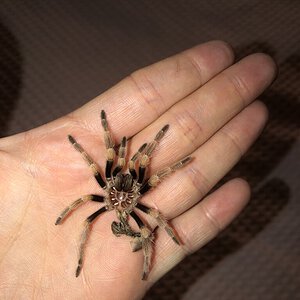 Brachypelma Smithi Molt