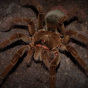 0.1 Theraphosa stirmi