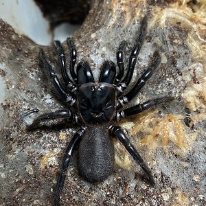 Hadronyche cerberea (Tallaganda locale)