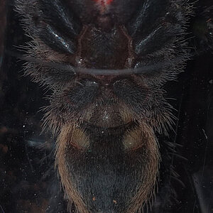 M. Balfouri - 1.75 inch