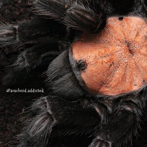 Brachypelma albiceps.