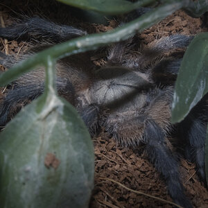 M. Balfouri young juvenile