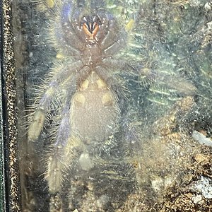 Poecilotheria Metallica sexing