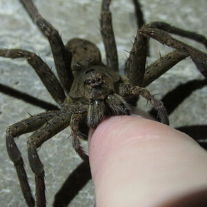 Female Dolomedes Vittatus with Finger Food