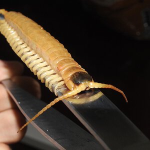 Ethmostigmus rubripes stuck on tongs