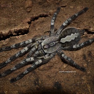 0.1 Poecilotheria vittata