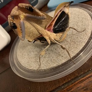 Adult Female D. truncata