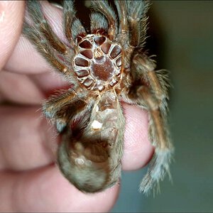 Brazilian black moult