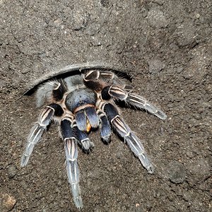 Aphonopelma seemanni