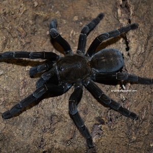 Haplopelma doriae (West Kalimantan) - 0.1