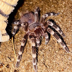 A. geniculata