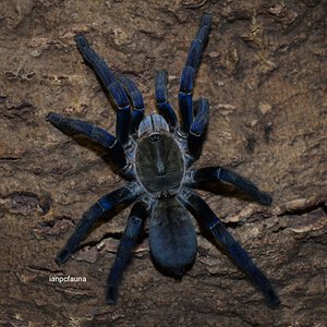 Haplopelma / Cyriopagopus lividus - 0.1