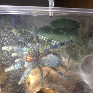 C. versicolor 2”