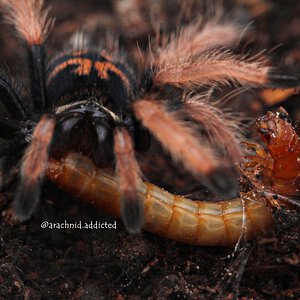 Chromatopelma cyaneopubescens.