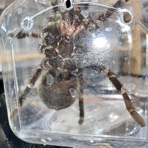 Pamphobeteus platyomma, male or female?